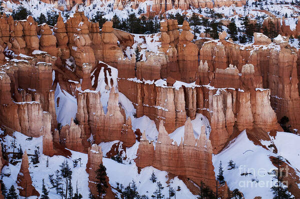 Bryce Art Print featuring the photograph Bryce Canyon In Winter 2 by Bob Christopher