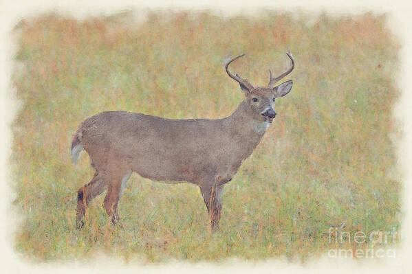Whitetail Deer Art Print featuring the photograph Buck in field by Dan Friend