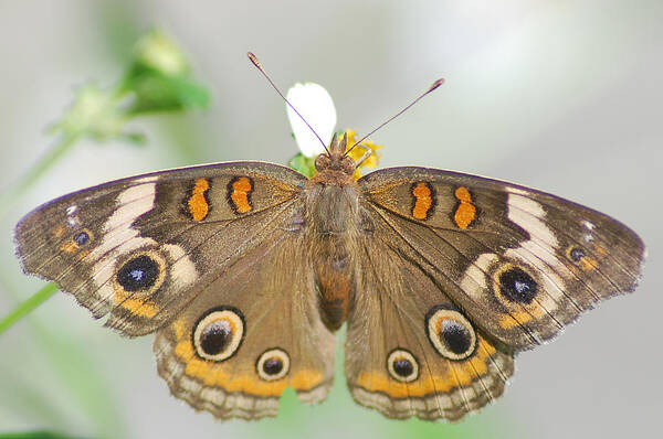 Photograph Art Print featuring the photograph Buckeye by Larah McElroy