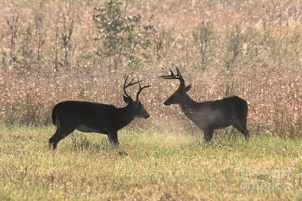 Deer Art Print featuring the photograph Bucks Facing Off by John Harmon