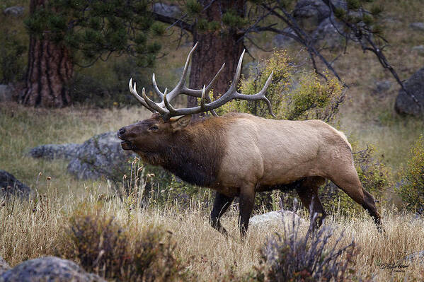 Bull Art Print featuring the photograph Bull Elk Bugle by Don Anderson