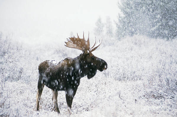 Fauna Art Print featuring the photograph Bull Moose In Snow by Ken M Johns