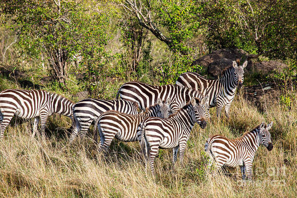 Burchell's Zebras Art Print featuring the photograph Burchells Zebras Concealment Method by Greg Dimijian