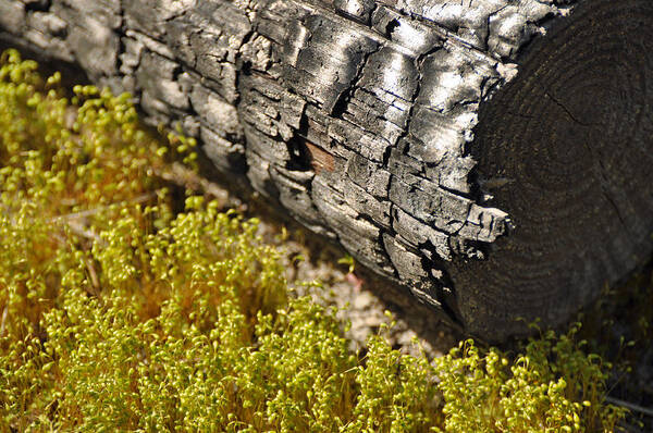 Burn Art Print featuring the photograph Burned Log Yellow Grasses by Bruce Gourley