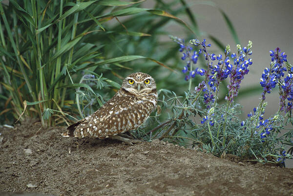 Feb0514 Art Print featuring the photograph Burrowing Owl With Lupine by Tom Vezo
