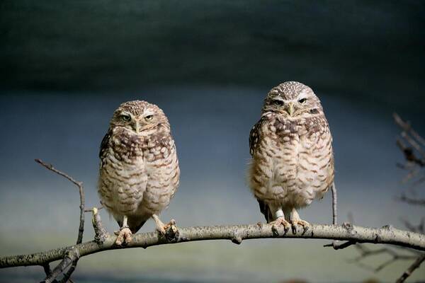 Birds Art Print featuring the photograph Burrowing Owls by Larry Trupp
