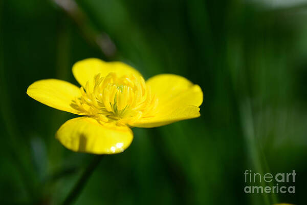 Beauty Art Print featuring the photograph Buttercup In The Meadow by Hannes Cmarits