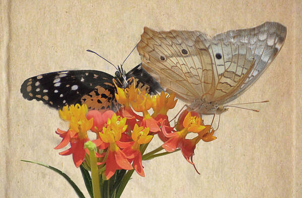 Butterflies Art Print featuring the photograph Butterflies snd Flowers by Savannah Gibbs
