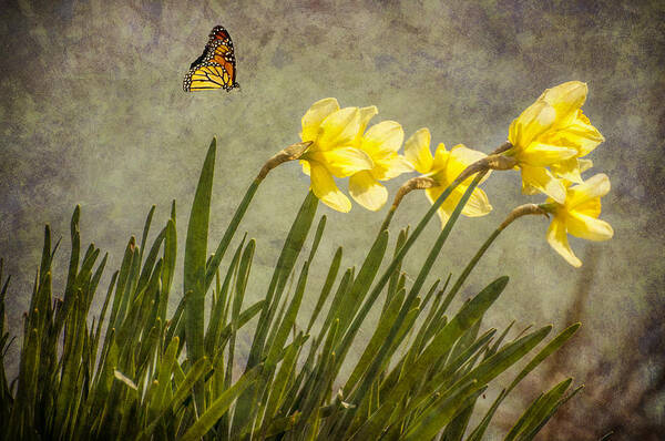 Flowers Art Print featuring the photograph Butterfly and Daffodils by Cathy Kovarik