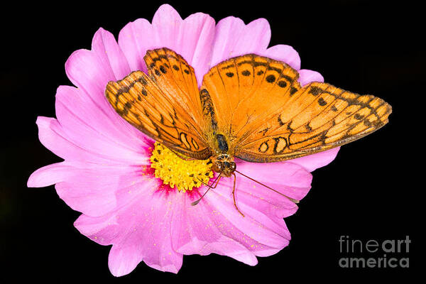 Butterfly Art Print featuring the photograph Butterfly And Pink Flower by Mimi Ditchie