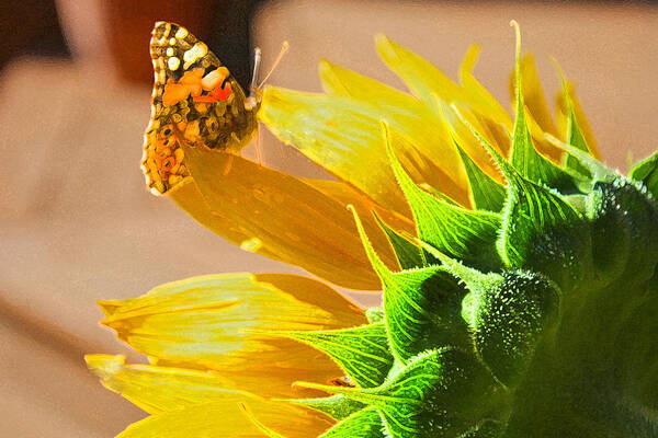 Butterfly Art Print featuring the photograph Butterfly and Sunflower Meeting by Barbara Dean
