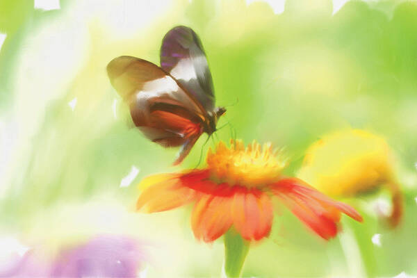 Butterfly Art Print featuring the painting Butterfly Digital Painting by Michelle Constantine