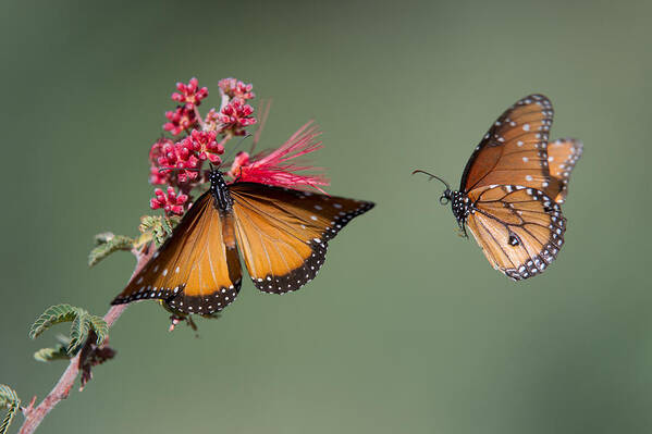 Butterfly Art Print featuring the photograph Butterfly Flight by Jeff Wendorff