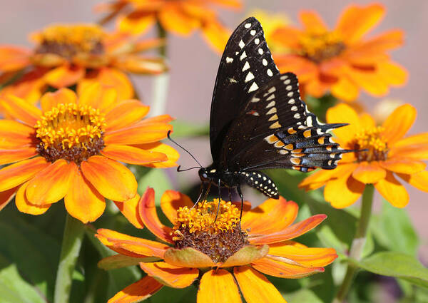 Butterfly Art Print featuring the photograph Butterfly in Living Color by Greg Graham