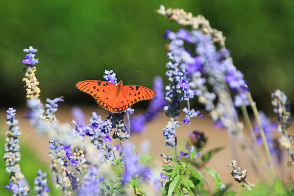 Flower Artwork Art Print featuring the photograph Butterfly by Mary Buck