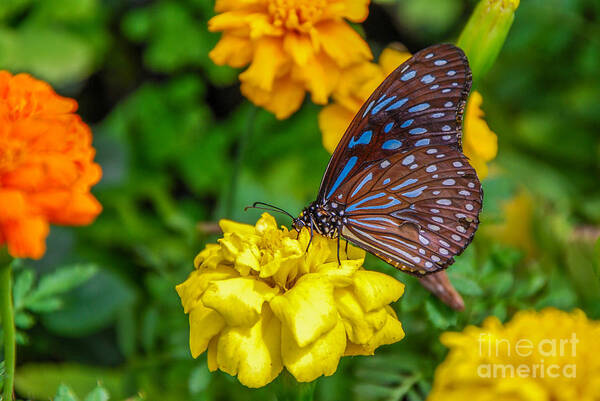 Butterfly Art Print featuring the photograph Butterfly On Yellow Marigold by Mary Carol Story