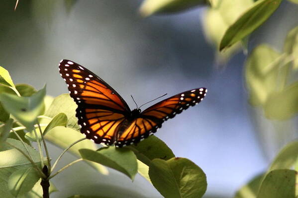 Viceroy Art Print featuring the photograph Butterfly - Soaking up the Sun by Travis Truelove