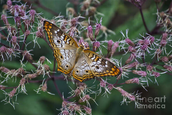 Il Art Print featuring the photograph Butterfly Soft Landing by Thomas Woolworth