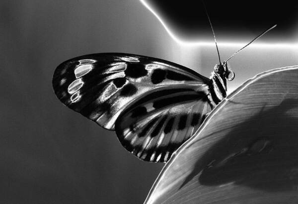Solarization Art Print featuring the photograph Butterfly Solarized by Ron White
