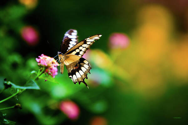 Butterfly Art Print featuring the photograph Butterfly Two by Steven Llorca