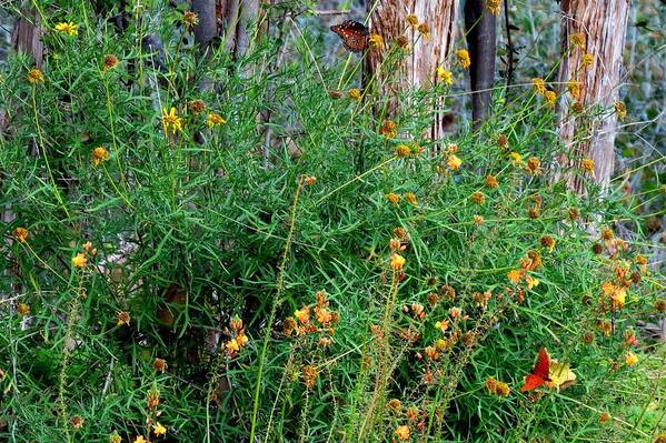 Butterflies Art Print featuring the photograph ButterflyMagic by David Norman