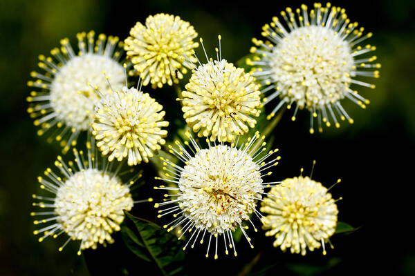 Round Art Print featuring the photograph Buttonbush by Rudy Umans