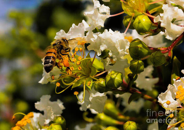 Art Prints Art Print featuring the photograph Buzzing Around by Dave Bosse