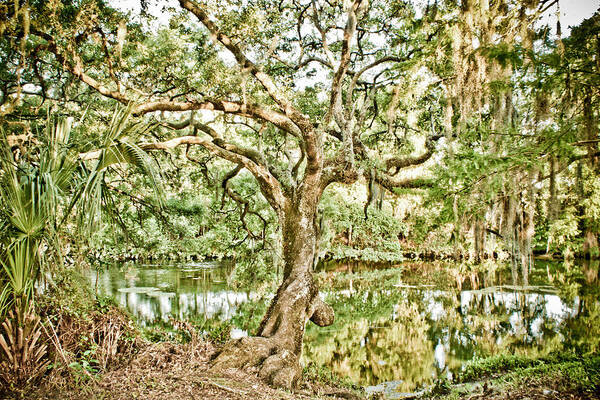 Hillsborough River Art Print featuring the photograph By The River by Chauncy Holmes