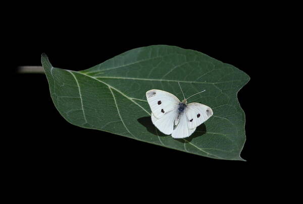 Butterfly Art Print featuring the photograph Cabbage White Butterfly by Angie Vogel