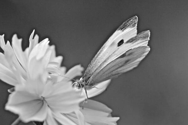 Butterfly Art Print featuring the photograph Cabbage White Butterfly on Cosmos - Black and White by Carol Senske
