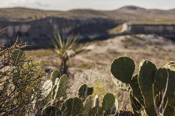 Landscapes Art Print featuring the photograph Cactus and Cliffs by Amber Kresge