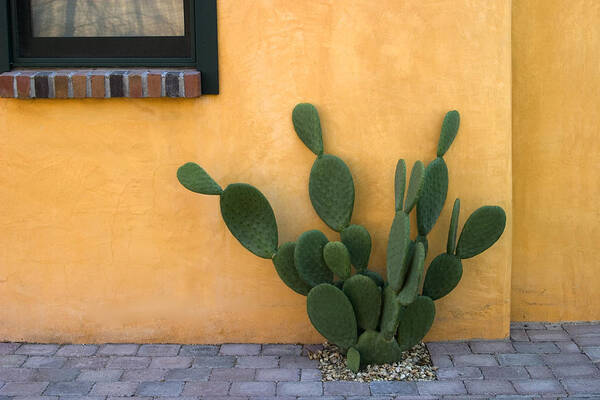 Tucson Art Print featuring the photograph Cactus and Yellow Wall by Carol Leigh