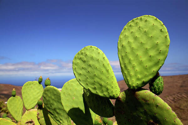 Tropical Tree Art Print featuring the photograph Cactus by Antagain