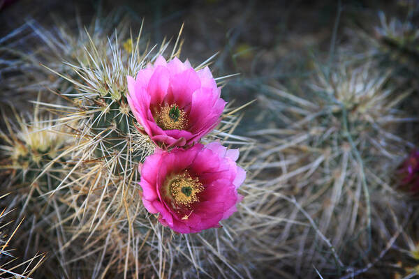 Cactus Art Print featuring the photograph Cactus Blossoms by Dave Hall