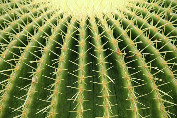 Outdoors Art Print featuring the photograph Cactus by Daniela Duncan