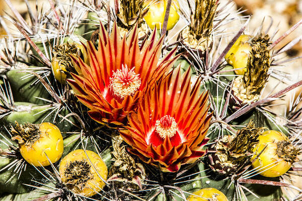 Cactus Flowers Art Print featuring the digital art Cactus Flowers and Fruit by Photographic Art by Russel Ray Photos