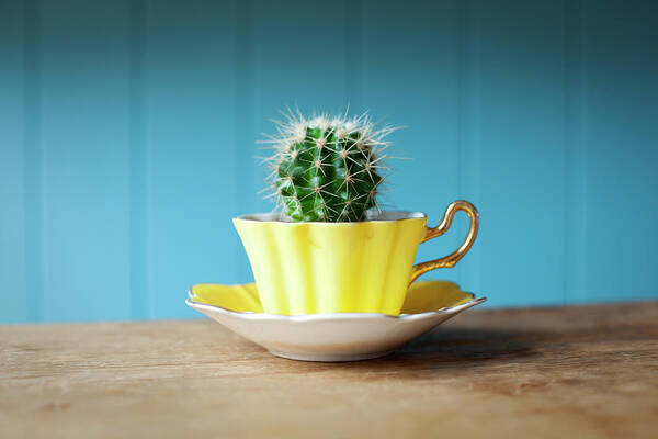 Risk Art Print featuring the photograph Cactus Growing In Teacup On Desk by Ian Nolan