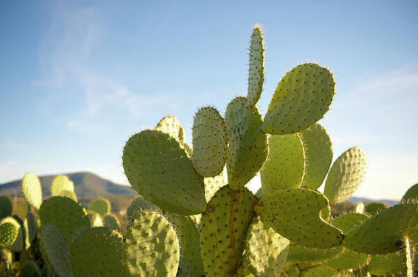 Sharp Art Print featuring the photograph Cactus Patch by Hilary Brodey