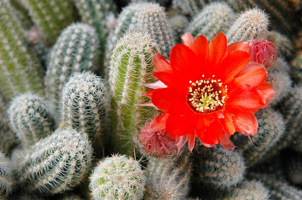 Barbs Art Print featuring the photograph Cactus with orange flower. by Rob Huntley