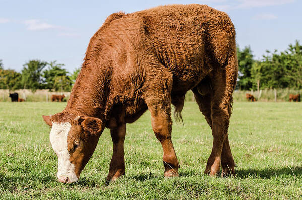 Shadow Art Print featuring the photograph Calf Grazing by Shane Hardy Photography