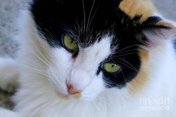 White Cats Art Print featuring the photograph Calico 1 by Mary Deal