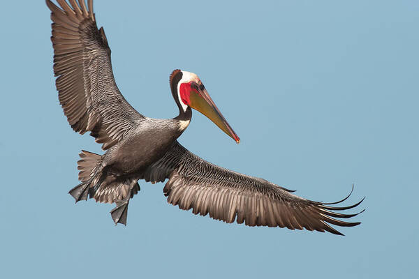 California Brown Pelican Art Print featuring the photograph California Brown Pelican with Stretched Wings by Ram Vasudev