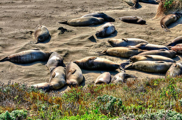 Seals Art Print featuring the photograph California Dreaming by Jim Carrell