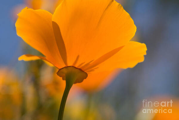 Poppies Art Print featuring the photograph California Poppy by Chris Scroggins