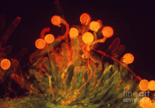 Science Art Print featuring the photograph California Poppy Pollen by P. Dayanandan