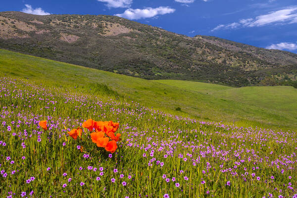 Landscape Art Print featuring the photograph California Wildflowers by Marc Crumpler