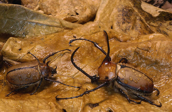Feb0514 Art Print featuring the photograph Caliper Beetles Camouflaged Ecuador by Pete Oxford