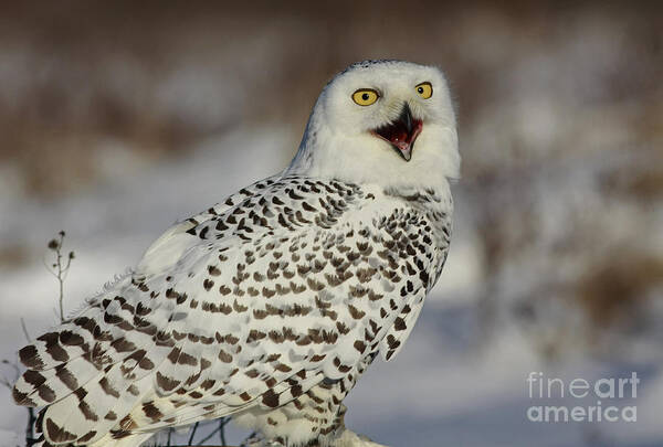 Call Of The North Art Print featuring the photograph Call of the North - Snowy Owl by Inspired Nature Photography Fine Art Photography