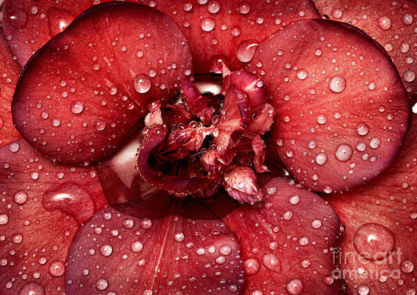 Camellia Art Print featuring the photograph Camellia by Russell Brown