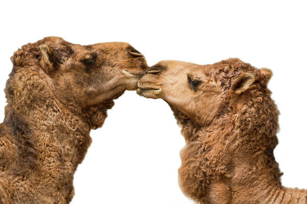 White Background Art Print featuring the photograph Camels Kissing On White by Melinda Moore